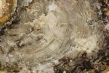 Jurassic Petrified Wood Round - Henry Mountain, Utah #244613-1